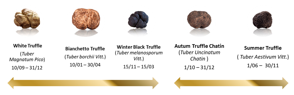 selektia image