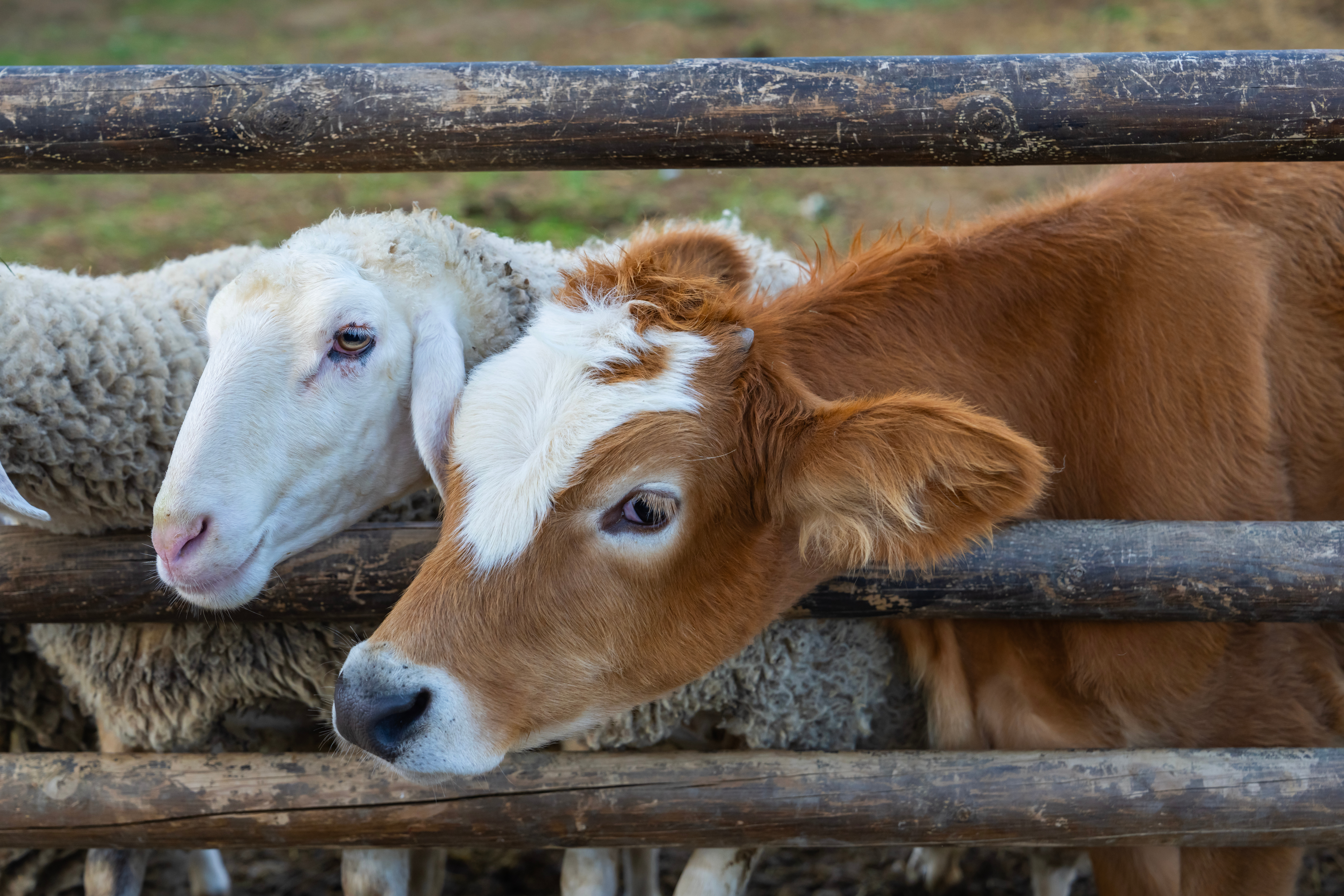 EXTENSION TO BLUETONGUE VIRUS RESTRICTION ZONE MEANS END TO MOVEMENT RESTRICTIONS