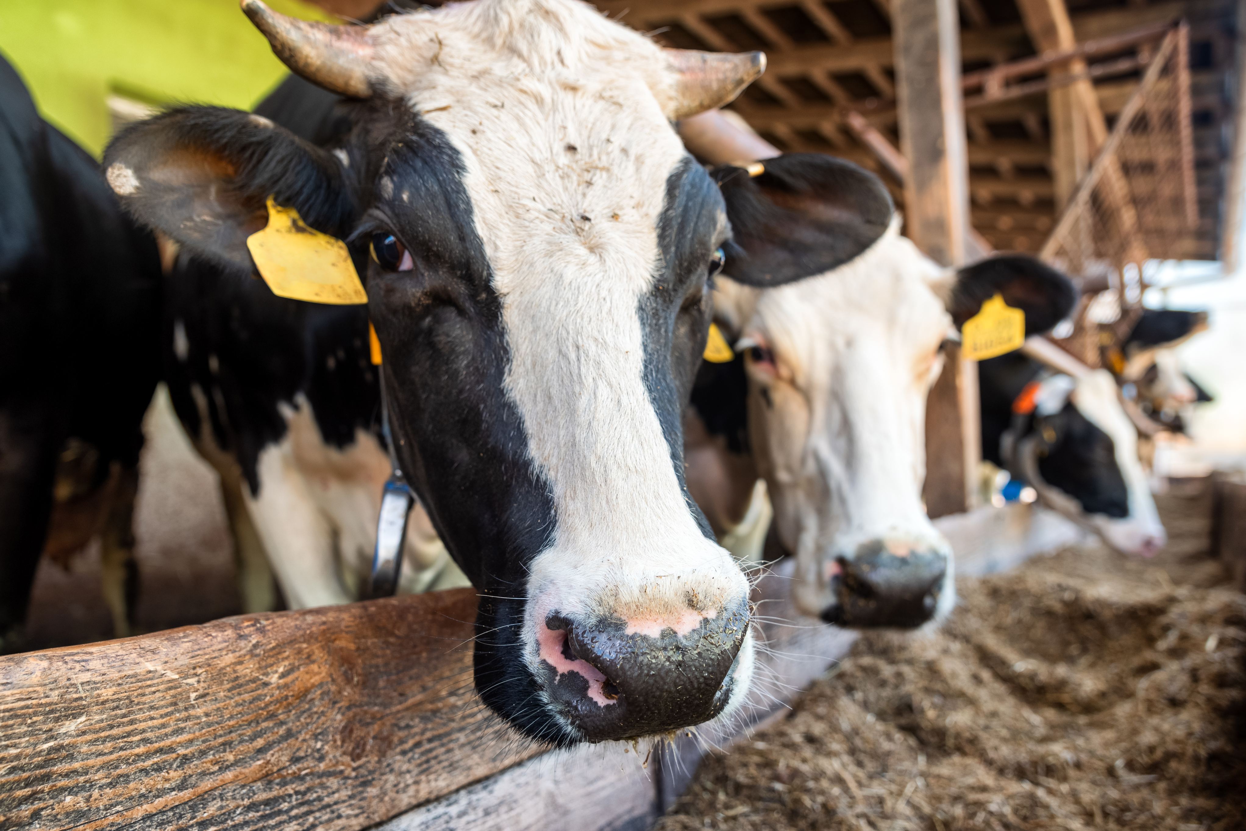 FOOT AND MOUTH DISEASE CONTROLS AMENDED FOR HUNGARY