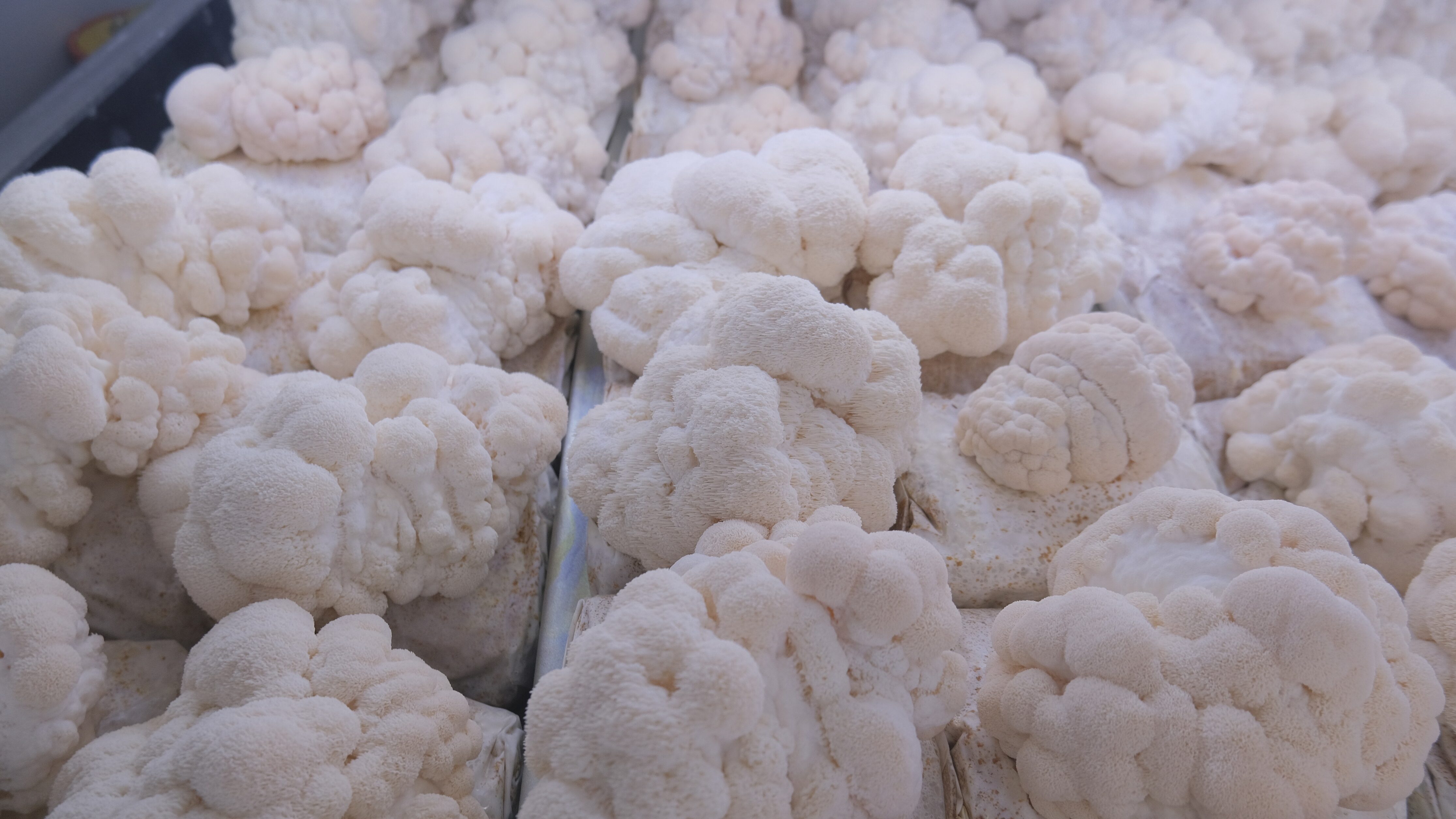 URBAN FARM‑IT REBRANDS AS URBAN FARM‑PRODUCE TO SCALE UK LION’S MANE PRODUCTION AND STRENGTHEN DOMESTIC SUPPLY CHAINS