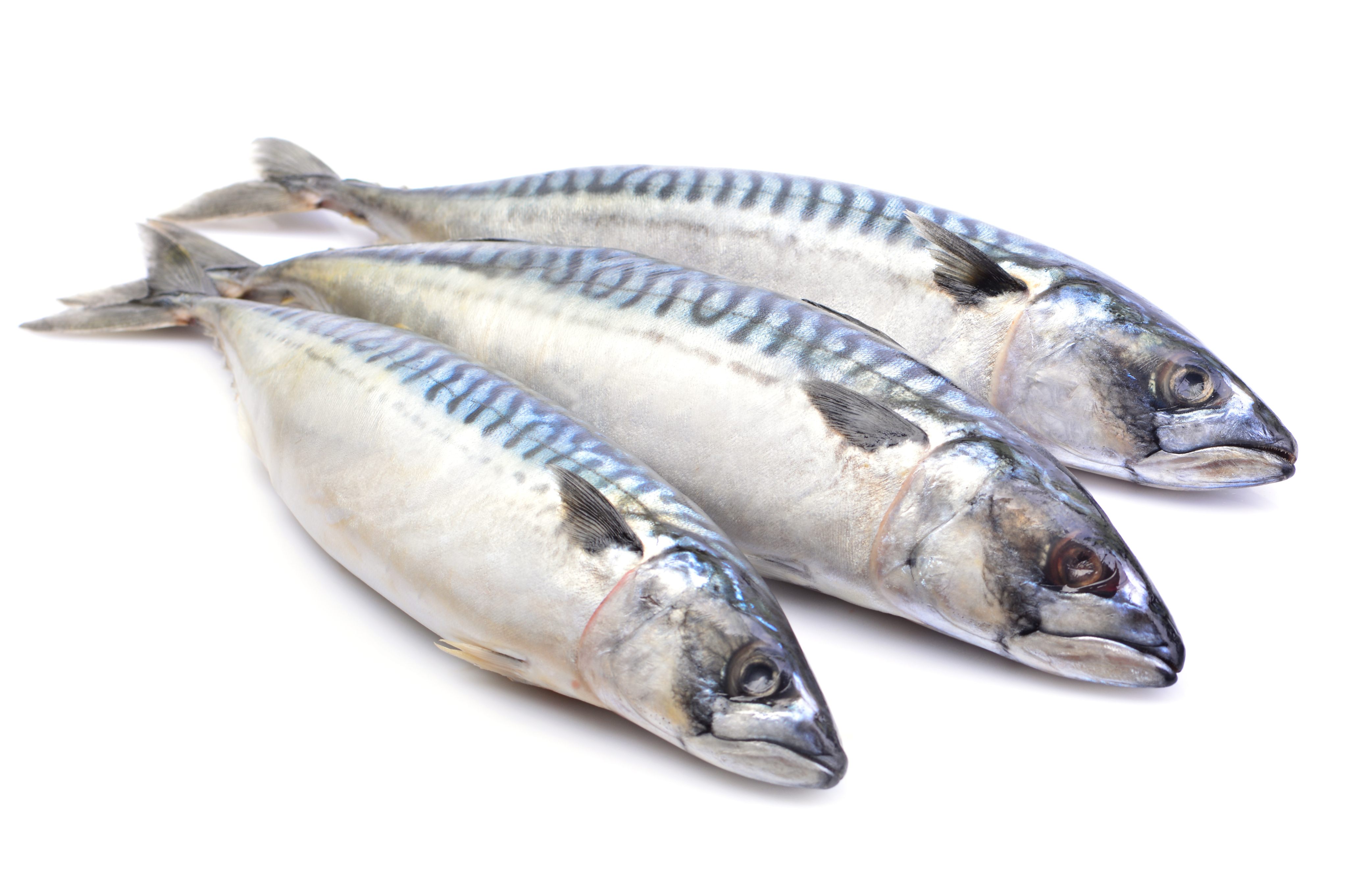 WAITROSE BECOMES FIRST UK SUPERMARKET TO SUSPEND MACKEREL SOURCING OVER SUSTAINABILITY CONCERNS