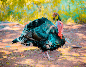 DEFRA ANNOUNCE NEW AVIAN INFLUENZA VACCINE TRIALS IN THE UK