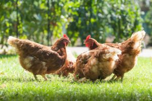 EU PUBLISH CONSULTATION SUMMARY ON MODERNISATION OF RULES FOR ON-FARM ANIMAL WELFARE